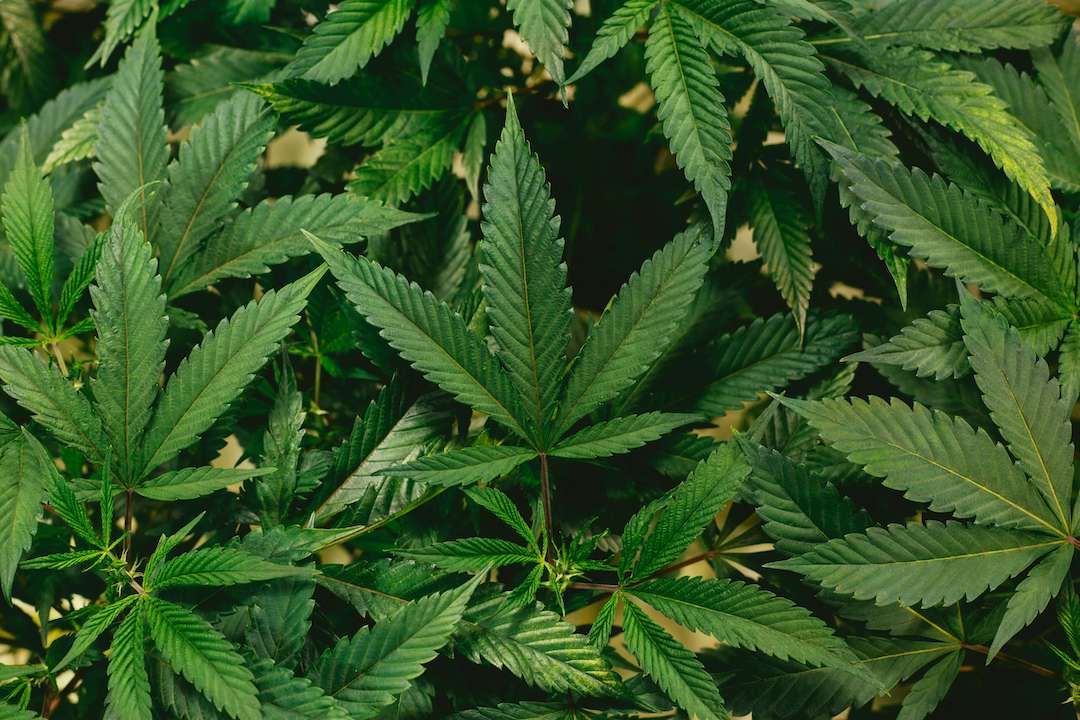 Cannabis leaves closeup