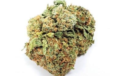 Blueberry Kush OZ Special Indica