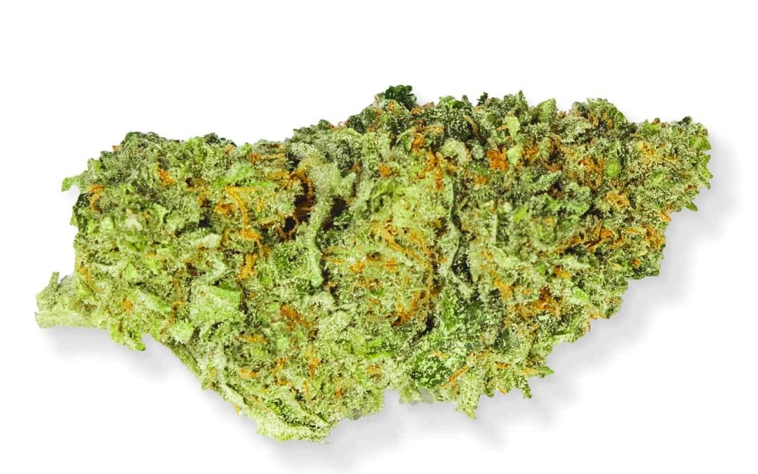 banana-kush-intense-tasty-mybud