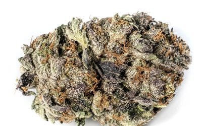 Black Gas AAAA Indica