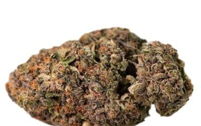 Atomic Pink AAAA – Indica