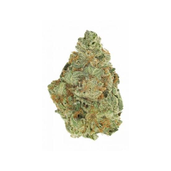 Close-up of Laughing Buddha AAAA Sativa nugs, featuring vibrant, resin-coated buds that hint at its Jamaican and Thai tropical heritage.